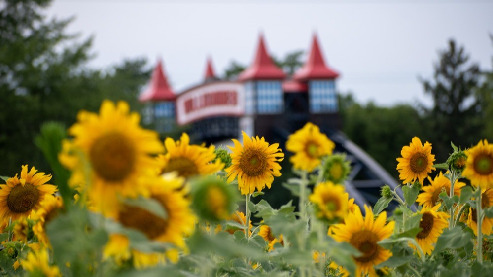 Sunflower Field with Frankenmuth Welcome Sign